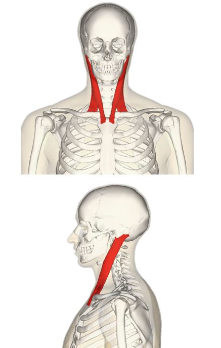 赤い部分が「胸鎖乳突筋」