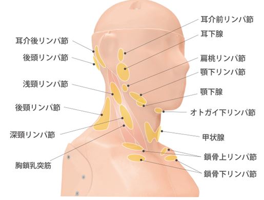 リンパマッサージで肩こりを緩和する 自分でできるリンパマッサージ方法